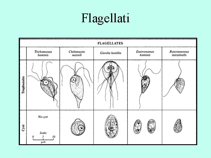 Flagellati 