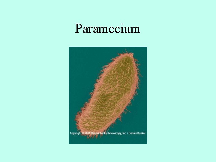 Paramecium 