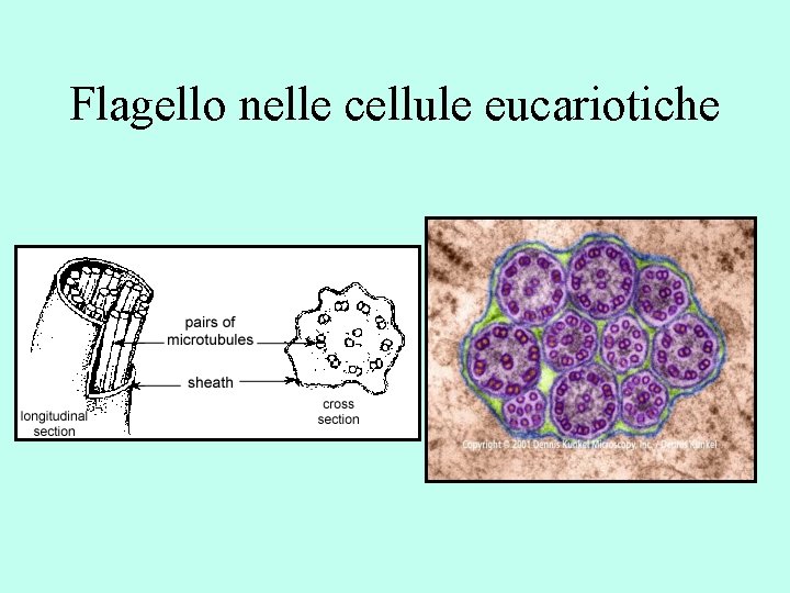 Flagello nelle cellule eucariotiche 