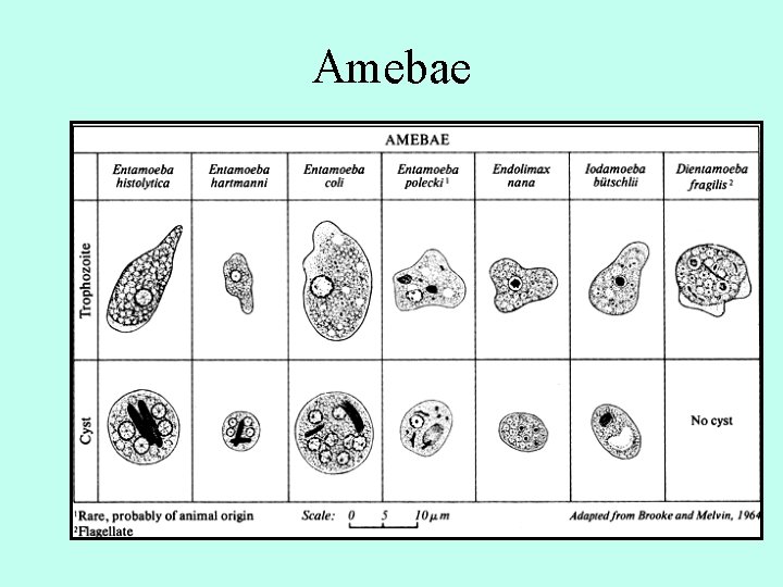 Amebae 