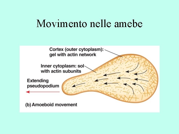 Movimento nelle amebe 