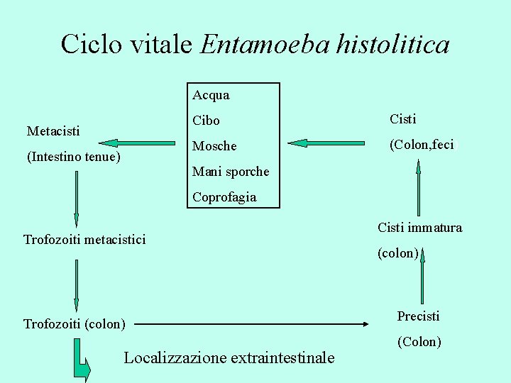 Ciclo vitale Entamoeba histolitica Acqua Metacisti (Intestino tenue) Cibo Cisti Mosche (Colon, feci) Mani