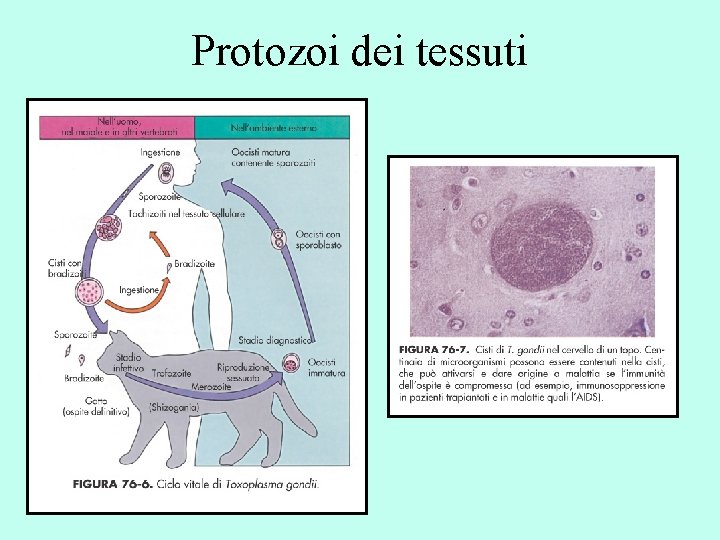 Protozoi dei tessuti 