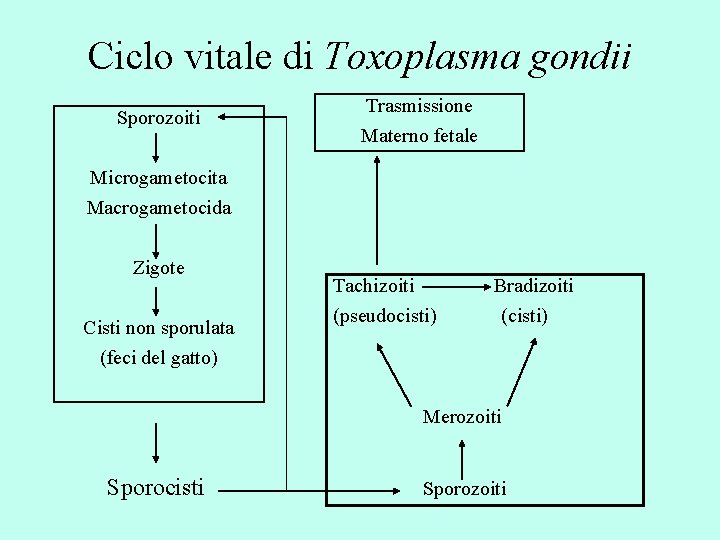 Ciclo vitale di Toxoplasma gondii Sporozoiti Trasmissione Materno fetale Microgametocita Macrogametocida Zigote Cisti non