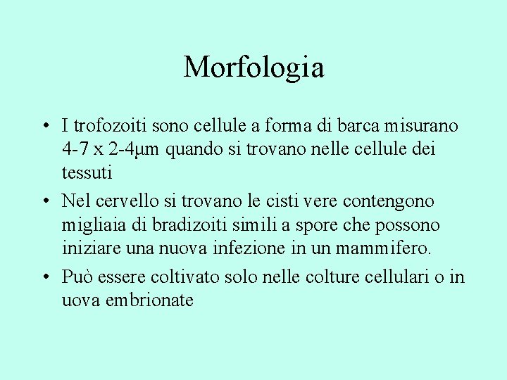 Morfologia • I trofozoiti sono cellule a forma di barca misurano 4 -7 x