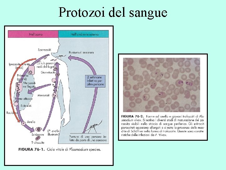 Protozoi del sangue 