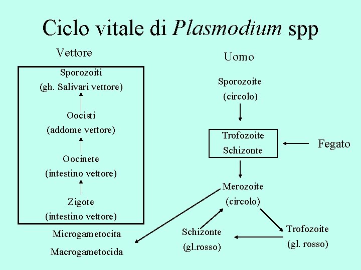 Ciclo vitale di Plasmodium spp Vettore Sporozoiti (gh. Salivari vettore) Uomo Sporozoite (circolo) Oocisti