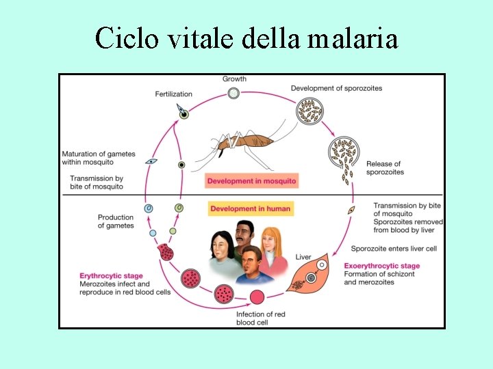 Ciclo vitale della malaria 