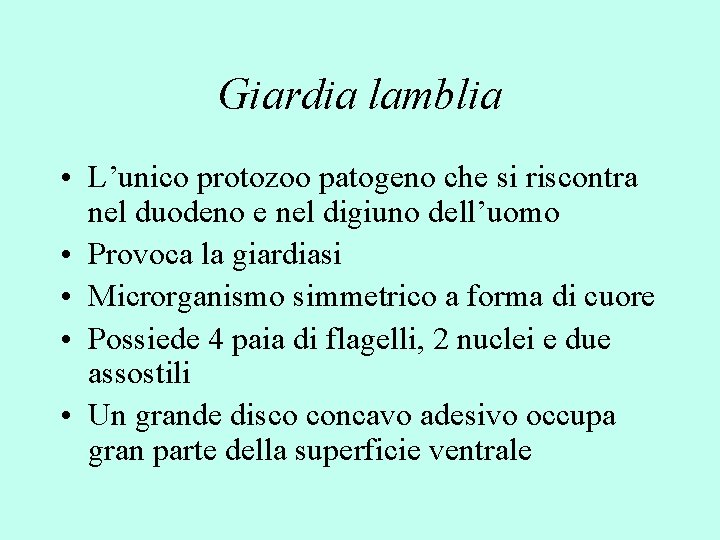 Giardia lamblia • L’unico protozoo patogeno che si riscontra nel duodeno e nel digiuno