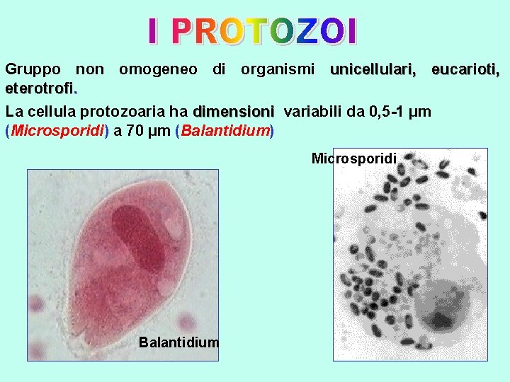  Gruppo non omogeneo di organismi unicellulari, eucarioti, eterotrofi. La cellula protozoaria ha dimensioni