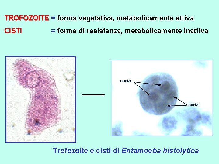  TROFOZOITE = forma vegetativa, metabolicamente attiva TROFOZOITE CISTI = forma di resistenza, metabolicamente