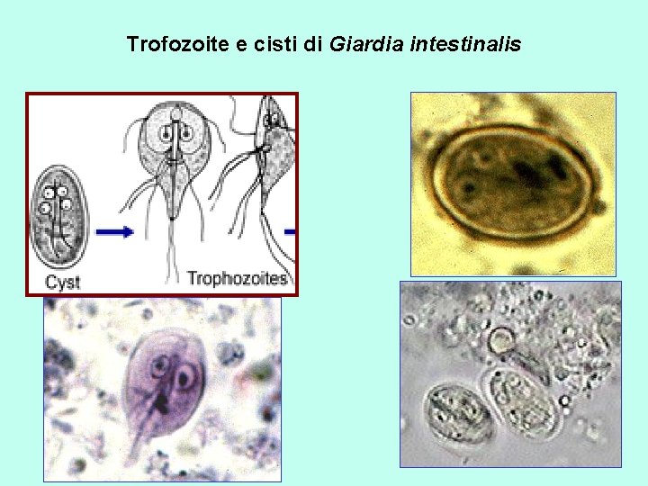 Trofozoite e cisti di Giardia intestinalis 