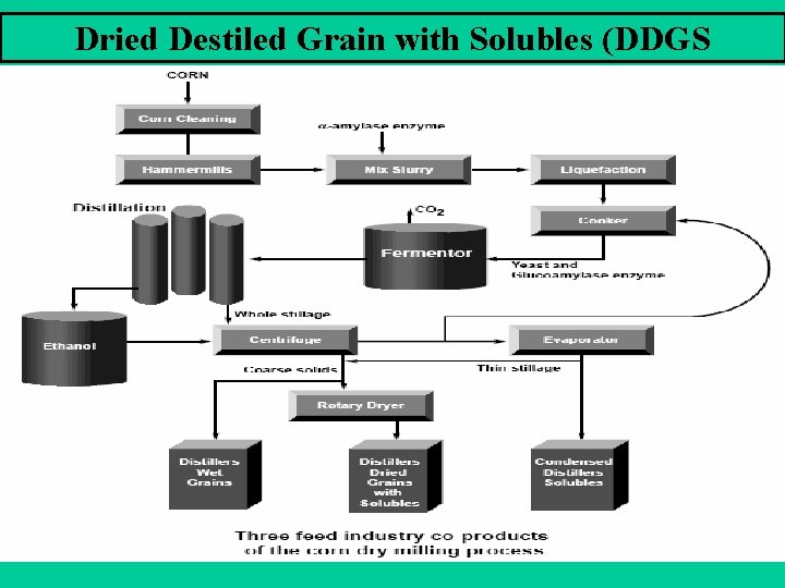 Dried Destiled Grain with Solubles (DDGS 