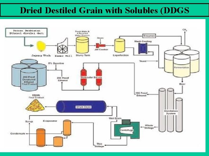 Dried Destiled Grain with Solubles (DDGS 