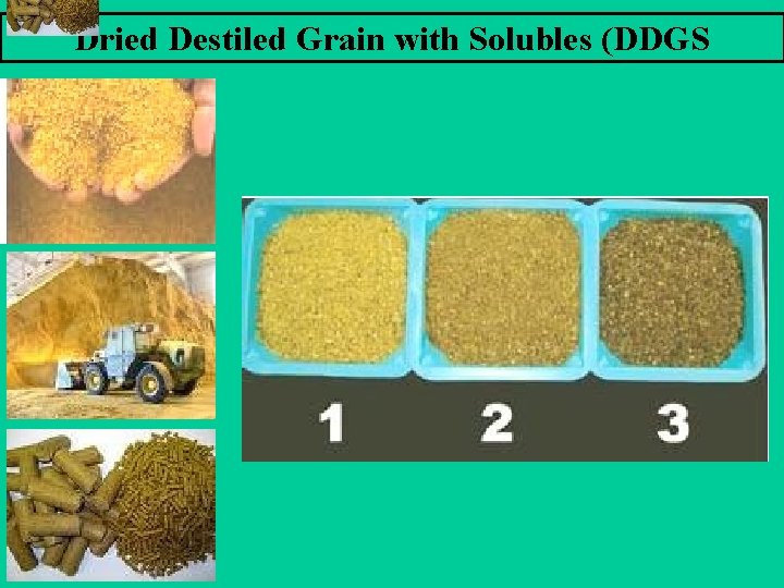 Dried Destiled Grain with Solubles (DDGS 