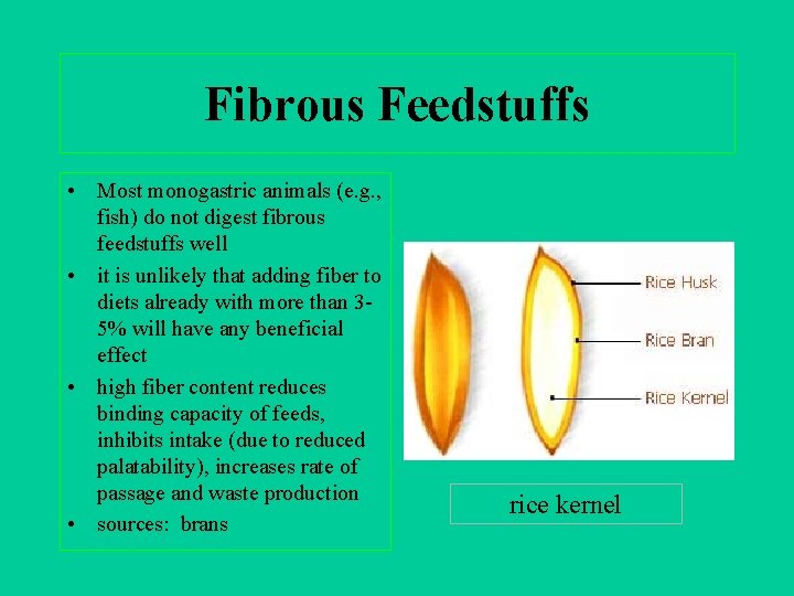 Fibrous Feedstuffs • Most monogastric animals (e. g. , fish) do not digest fibrous
