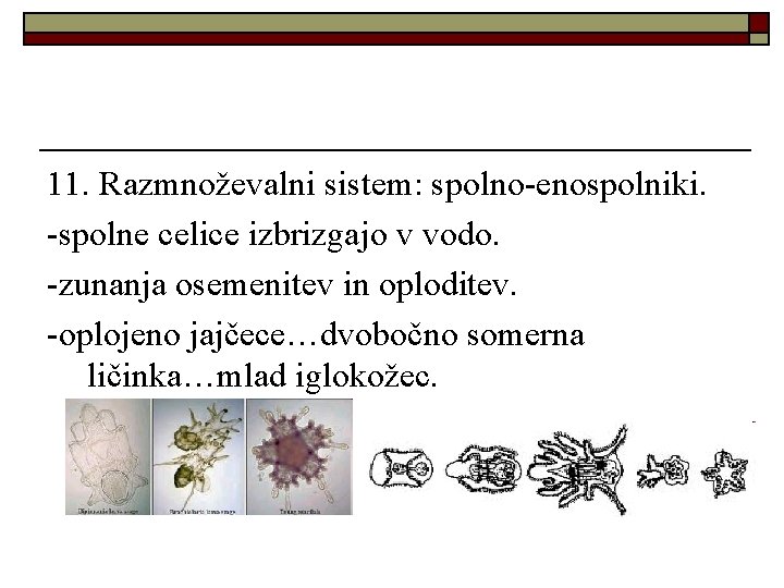 11. Razmnoževalni sistem: spolno-enospolniki. -spolne celice izbrizgajo v vodo. -zunanja osemenitev in oploditev. -oplojeno