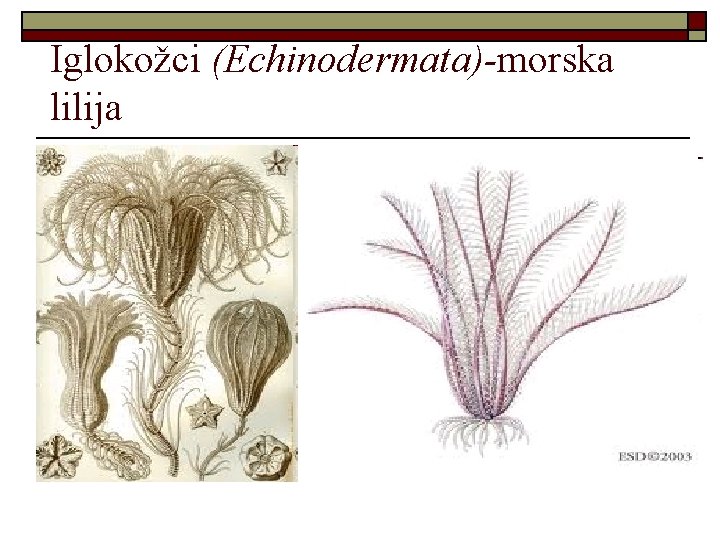 Iglokožci (Echinodermata)-morska lilija 