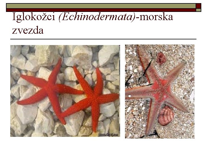 Iglokožci (Echinodermata)-morska zvezda 