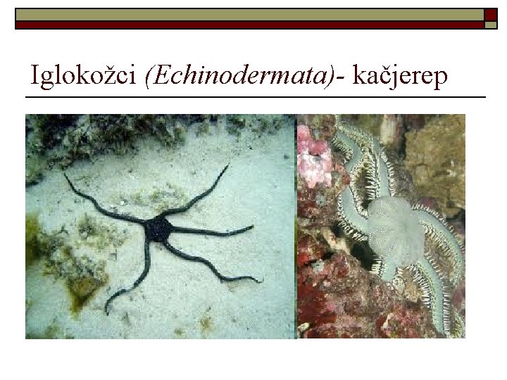 Iglokožci (Echinodermata)- kačjerep 