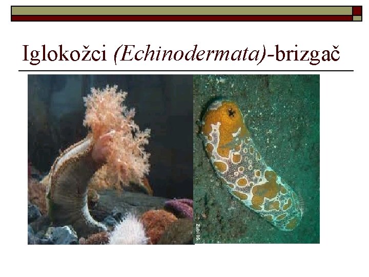 Iglokožci (Echinodermata)-brizgač 