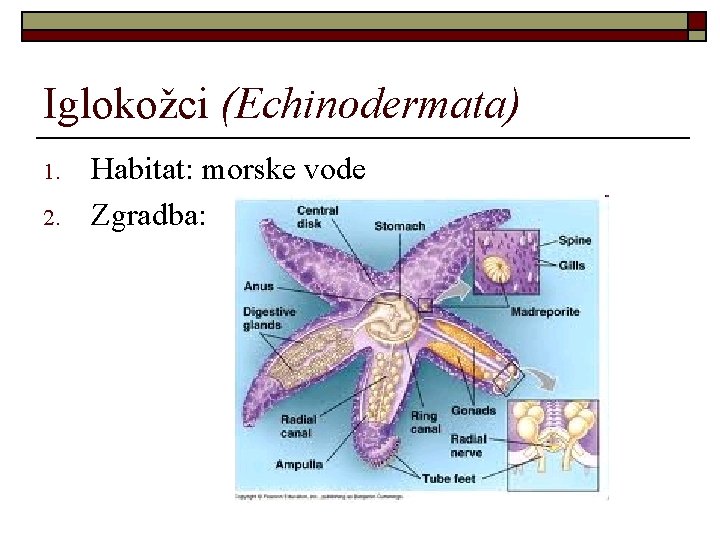 Iglokožci (Echinodermata) 1. 2. Habitat: morske vode Zgradba: 