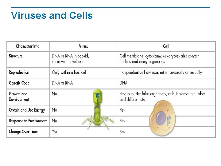 Viruses and Cells 