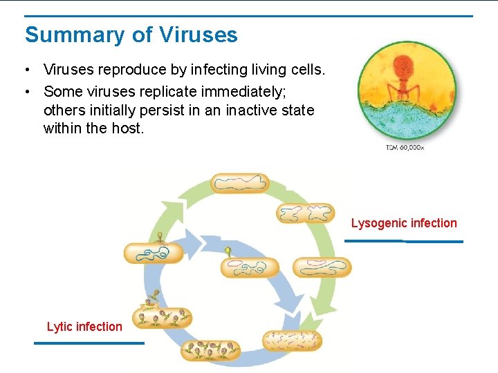 Summary of Viruses • Viruses reproduce by infecting living cells. • Some viruses replicate