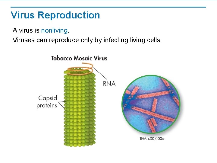 Virus Reproduction A virus is nonliving. Viruses can reproduce only by infecting living cells.
