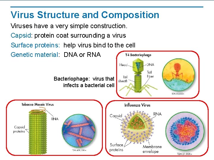 Virus Structure and Composition Viruses have a very simple construction. Capsid: protein coat surrounding