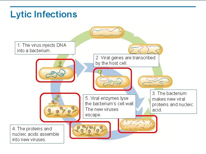 Lytic Infections 1. The virus injects DNA into a bacterium. 2. Viral genes are