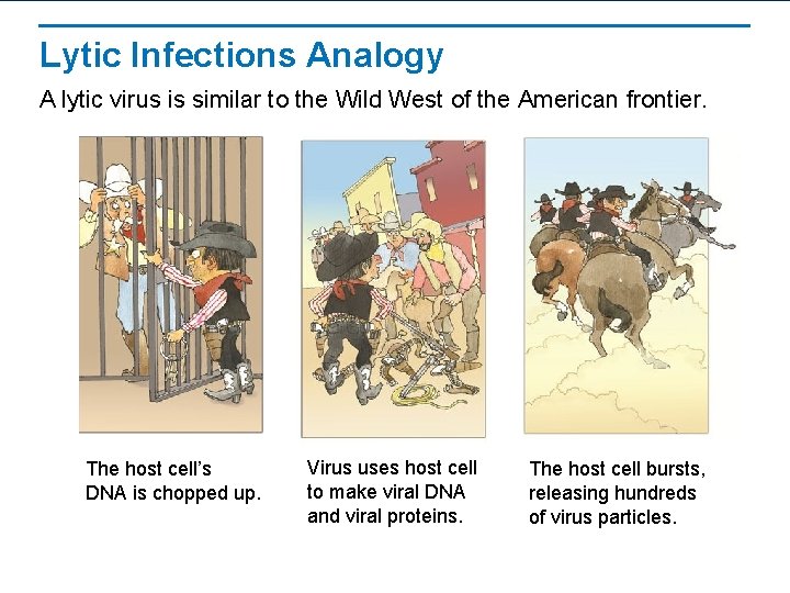 Lytic Infections Analogy A lytic virus is similar to the Wild West of the