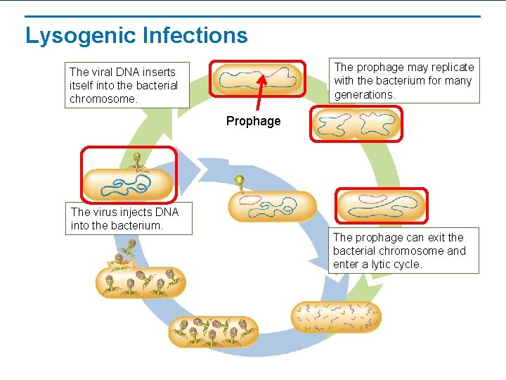 Lysogenic Infections The prophage may replicate with the bacterium for many generations. The viral