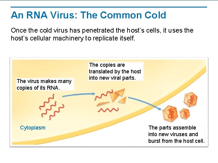 An RNA Virus: The Common Cold Once the cold virus has penetrated the host’s