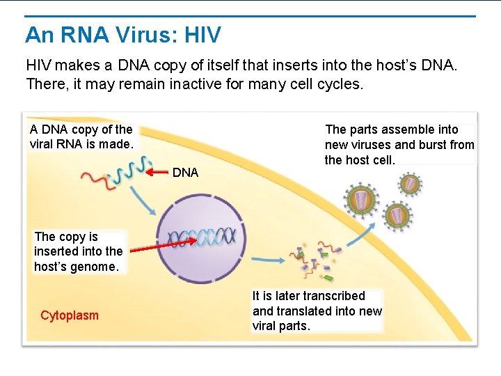 An RNA Virus: HIV makes a DNA copy of itself that inserts into the