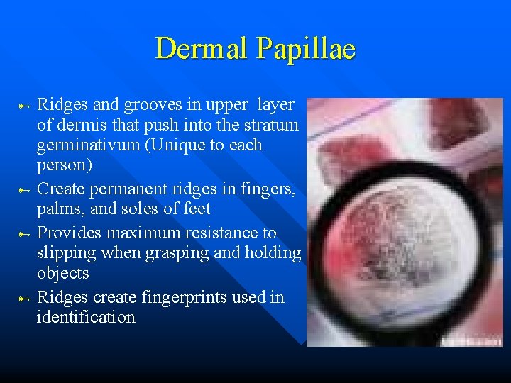Dermal Papillae Ridges and grooves in upper layer of dermis that push into the Dermal Papillae Ridges and grooves in upper layer of dermis that push into the