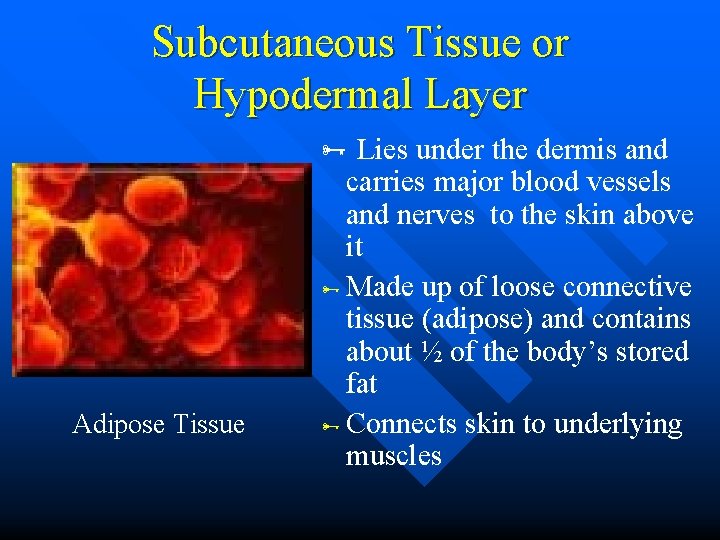 Subcutaneous Tissue or Hypodermal Layer Adipose Tissue Lies under the dermis and carries major Subcutaneous Tissue or Hypodermal Layer Adipose Tissue Lies under the dermis and carries major