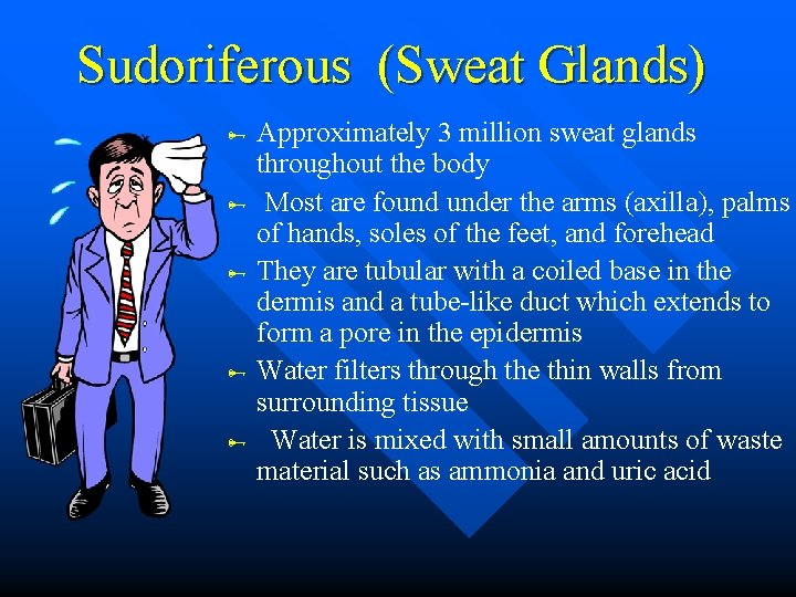 Sudoriferous (Sweat Glands) Approximately 3 million sweat glands throughout the body Most are found Sudoriferous (Sweat Glands) Approximately 3 million sweat glands throughout the body Most are found
