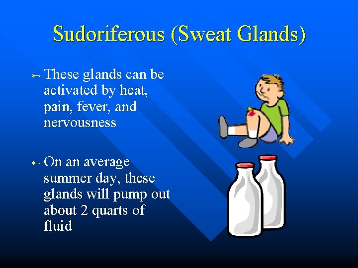 Sudoriferous (Sweat Glands) These glands can be activated by heat, pain, fever, and nervousness Sudoriferous (Sweat Glands) These glands can be activated by heat, pain, fever, and nervousness