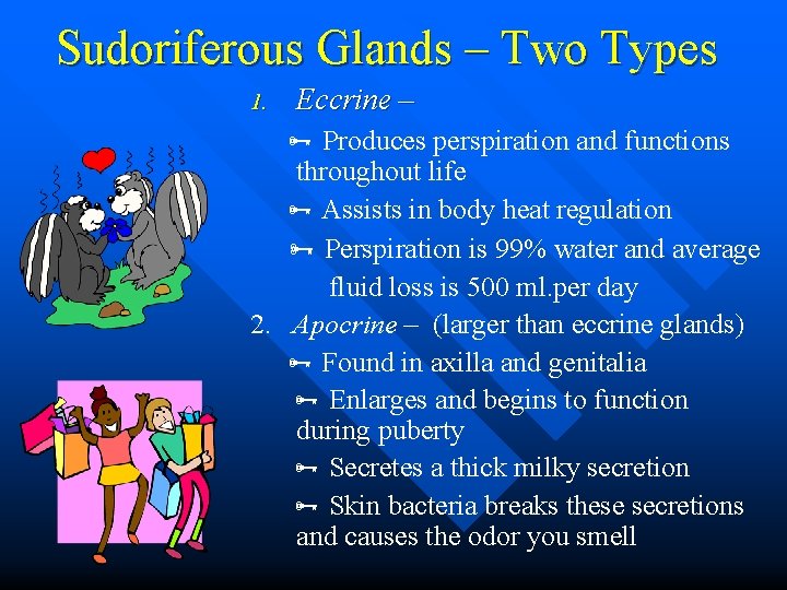 Sudoriferous Glands – Two Types 1. Eccrine – Produces perspiration and functions throughout life Sudoriferous Glands – Two Types 1. Eccrine – Produces perspiration and functions throughout life