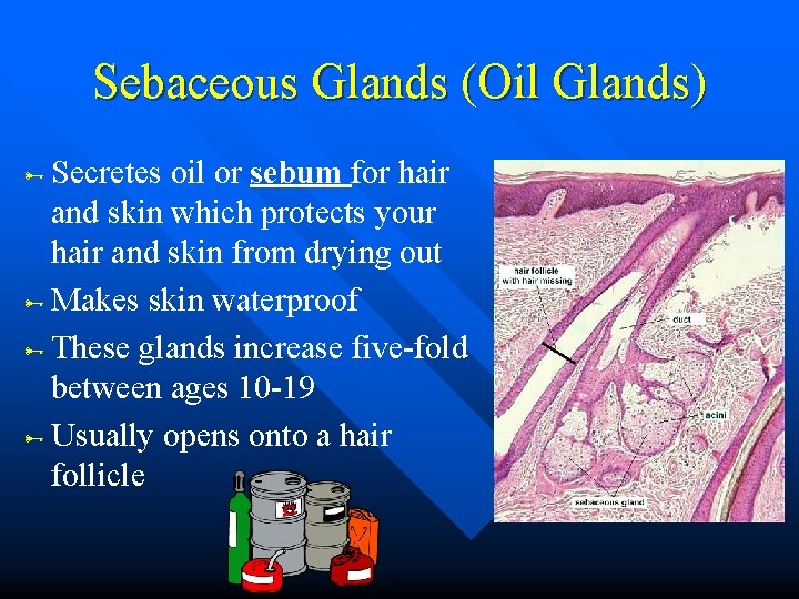 Sebaceous Glands (Oil Glands) Secretes oil or sebum for hair and skin which protects Sebaceous Glands (Oil Glands) Secretes oil or sebum for hair and skin which protects