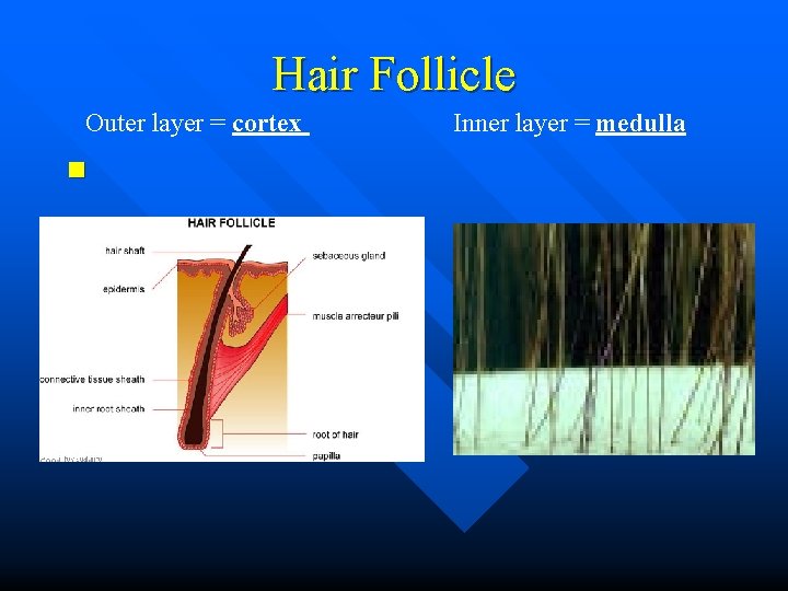 Hair Follicle Outer layer = cortex n Inner layer = medulla Hair Follicle Outer layer = cortex n Inner layer = medulla