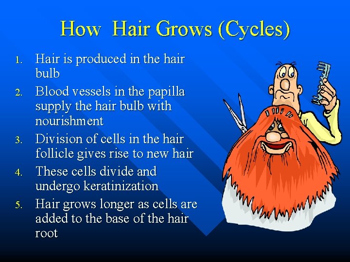 How Hair Grows (Cycles) 1. 2. 3. 4. 5. Hair is produced in the How Hair Grows (Cycles) 1. 2. 3. 4. 5. Hair is produced in the