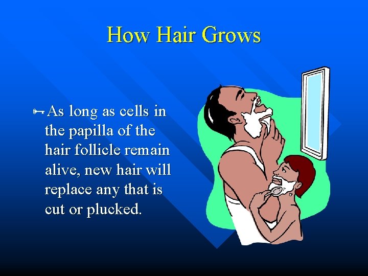 How Hair Grows As long as cells in the papilla of the hair follicle How Hair Grows As long as cells in the papilla of the hair follicle