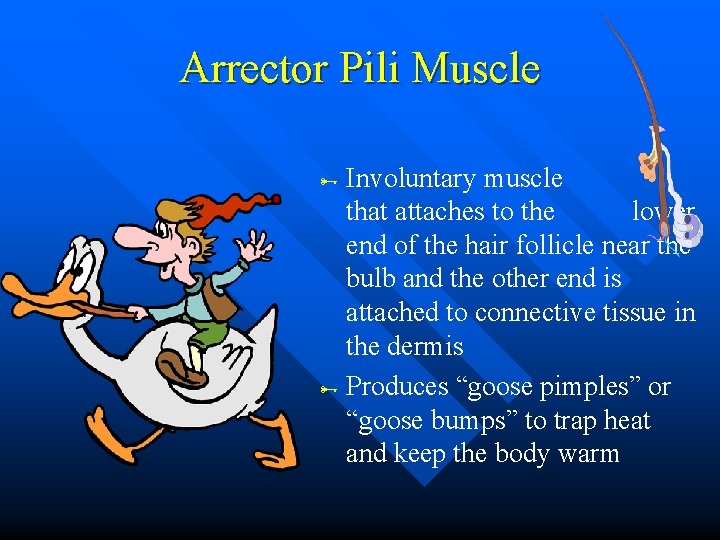 Arrector Pili Muscle Involuntary muscle that attaches to the lower end of the hair Arrector Pili Muscle Involuntary muscle that attaches to the lower end of the hair