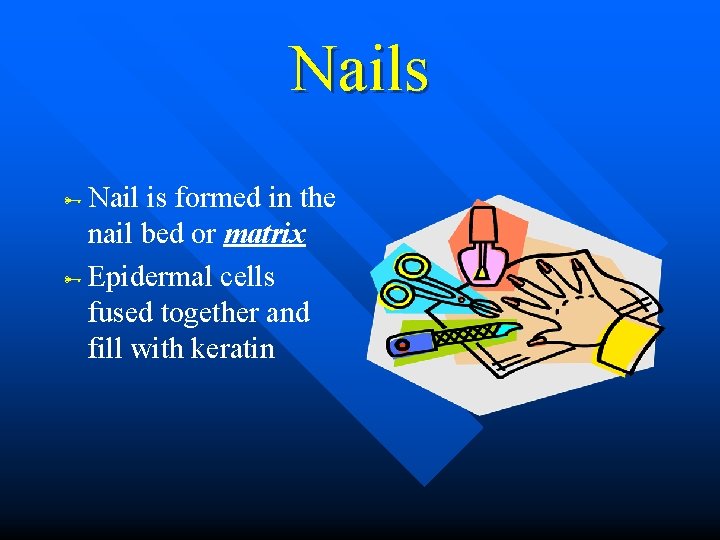 Nails Nail is formed in the nail bed or matrix Epidermal cells fused together Nails Nail is formed in the nail bed or matrix Epidermal cells fused together