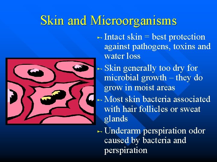 Skin and Microorganisms Intact skin = best protection against pathogens, toxins and water loss Skin and Microorganisms Intact skin = best protection against pathogens, toxins and water loss