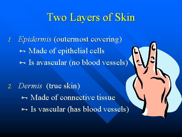 Two Layers of Skin 1 Epidermis (outermost covering) Made of epithelial cells Is avascular Two Layers of Skin 1 Epidermis (outermost covering) Made of epithelial cells Is avascular