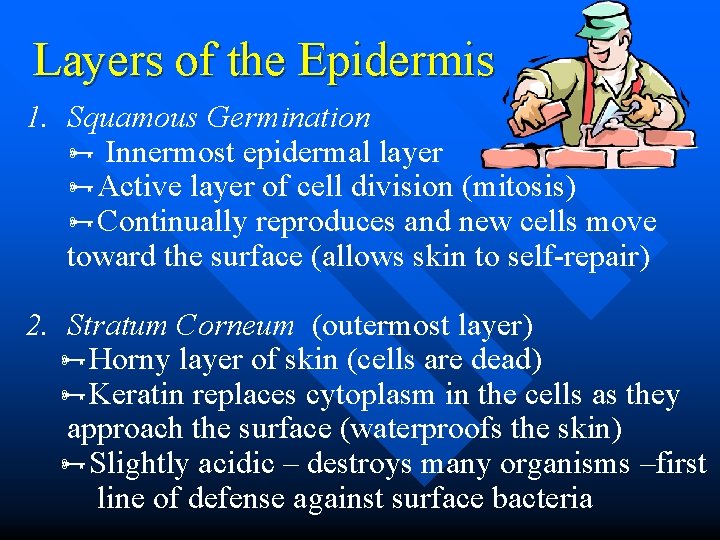 Layers of the Epidermis 1. Squamous Germination Innermost epidermal layer Active layer of cell Layers of the Epidermis 1. Squamous Germination Innermost epidermal layer Active layer of cell