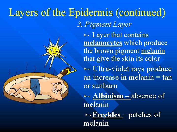 Layers of the Epidermis (continued) 3. Pigment Layer that contains melanocytes which produce the Layers of the Epidermis (continued) 3. Pigment Layer that contains melanocytes which produce the